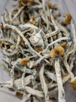 Buy Golden Teacher Mushrooms Online in Vancouver