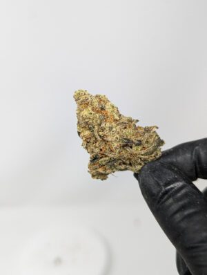 Buy Great White Shark (AAA) Online - Same Day Weed Delivery Vancouver, BC - Gastown Medicinal