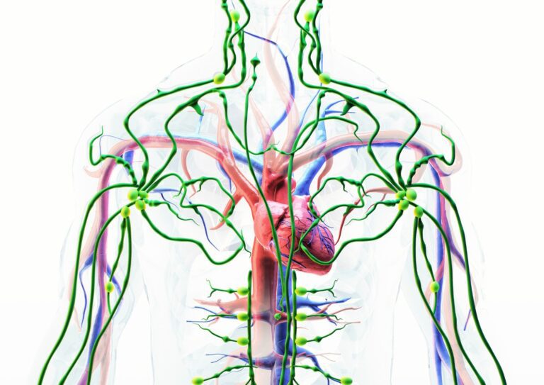 How Cannabis Interacts with Your Body - The Endocannabinoid System Explained